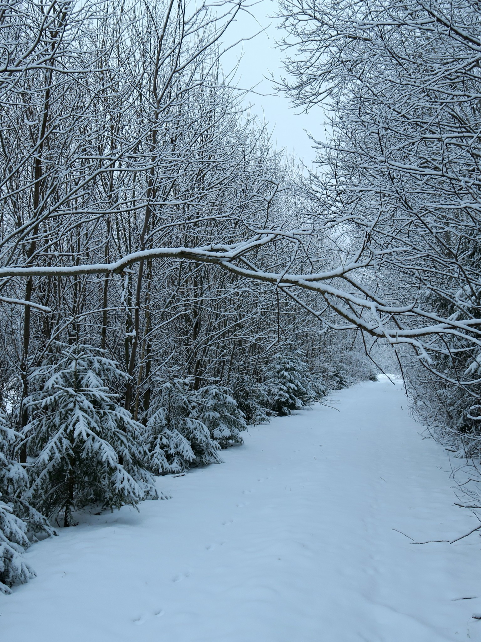 Download 1536x2048 Snow, Winter, Trees, Path, Branches Wallpaper for Apple iPad Mini, Apple IPad 3, 4