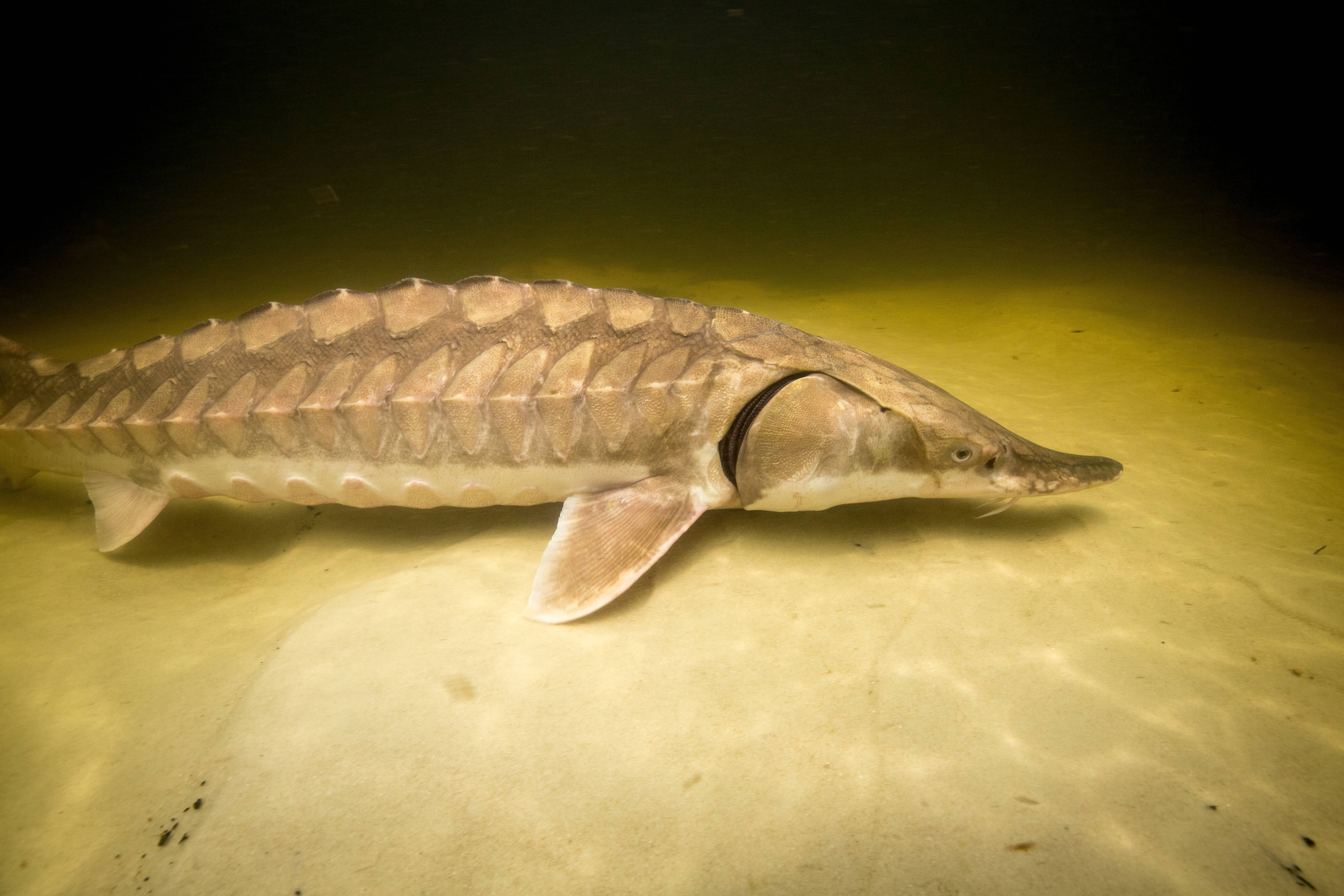 Gulf sturgeon National Digital Library
