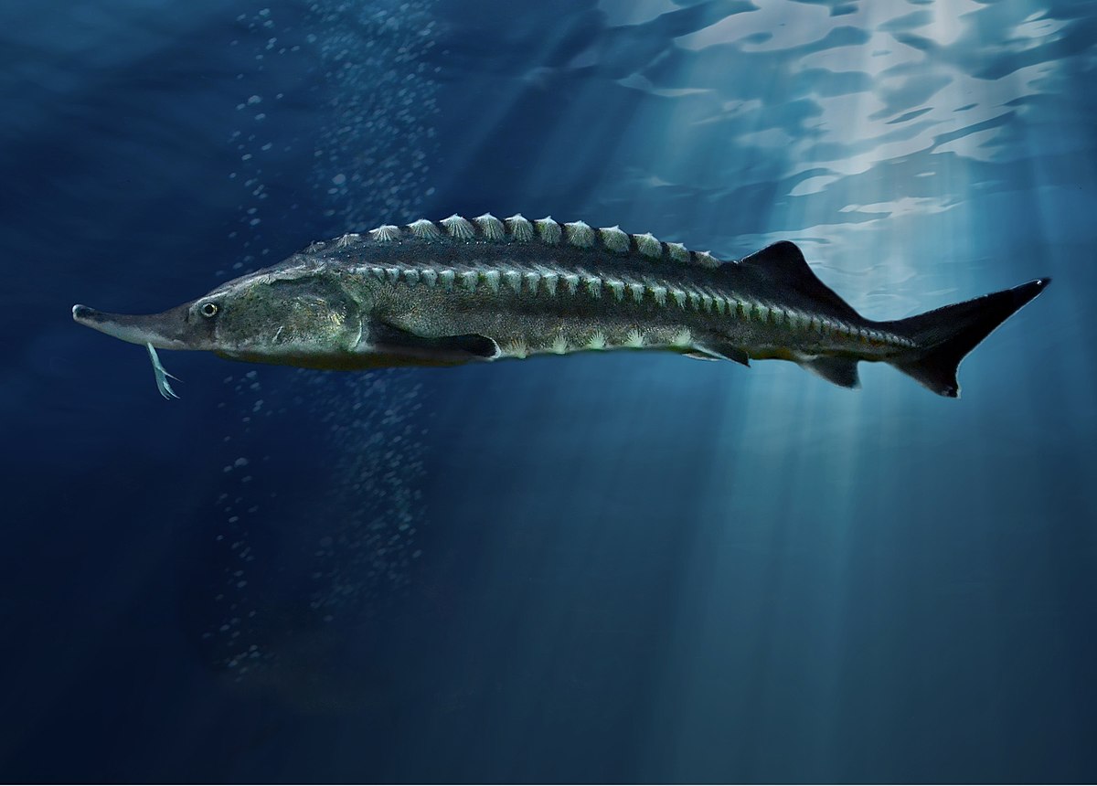 Beluga (sturgeon)