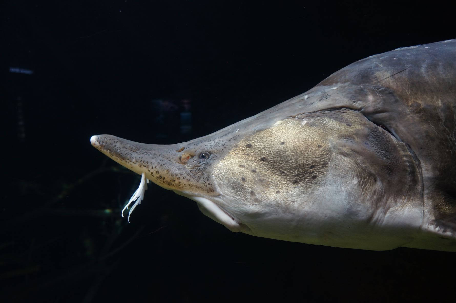 Dark Waters Morning News