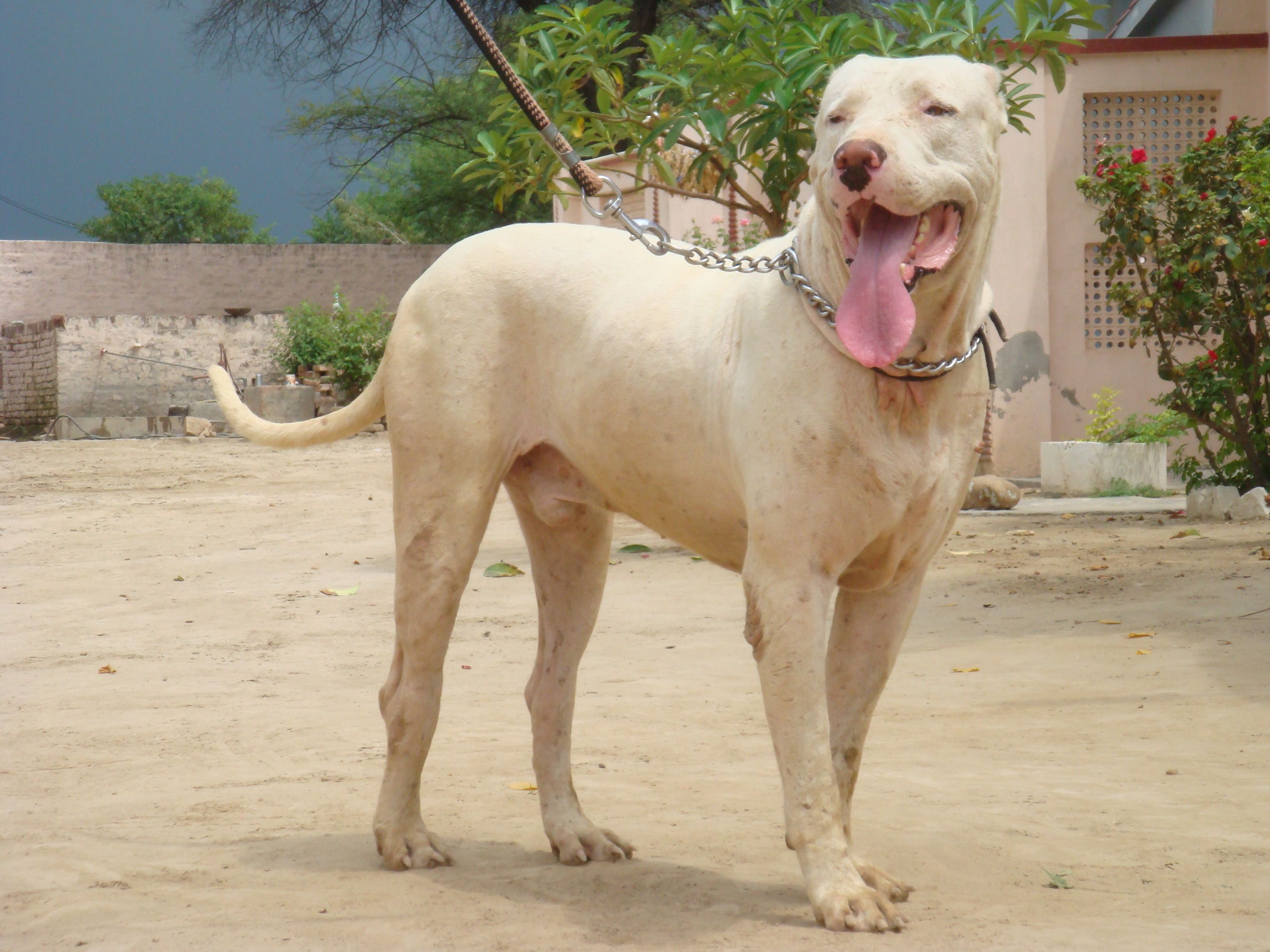 Bully Kutta. Unique dog breeds, Mastiff breeds, Dog breeds