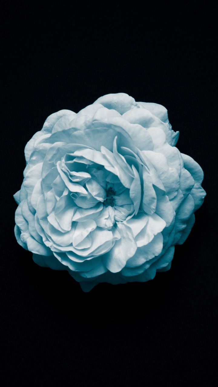 Petal, blue rose, flower, OLED, 720x1280 wallpaper. Simple wallpaper, City iphone wallpaper, Flower wallpaper
