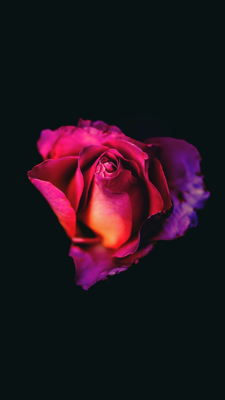 Rose Oled Dark 8k Moto G, X Xperia Z Z3 Compact, Galaxy S Note II, Nexus HD 4k Wallpaper, Image, Background, Photo and Picture