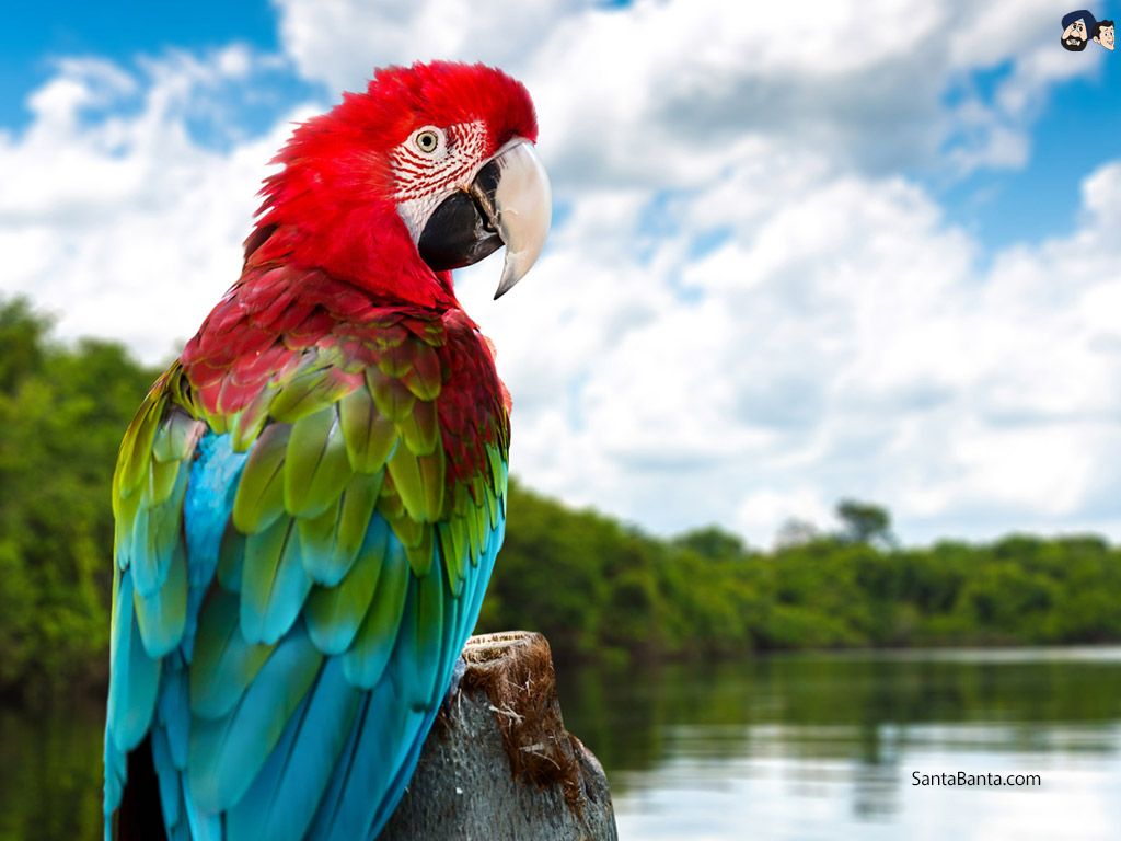 Exclusive & Latest High Quality HD Wide Beautiful Nature Wallpaper & Background I Free Download of Colourful Image of Flowers,. Parrot, Macaw, Beautiful birds