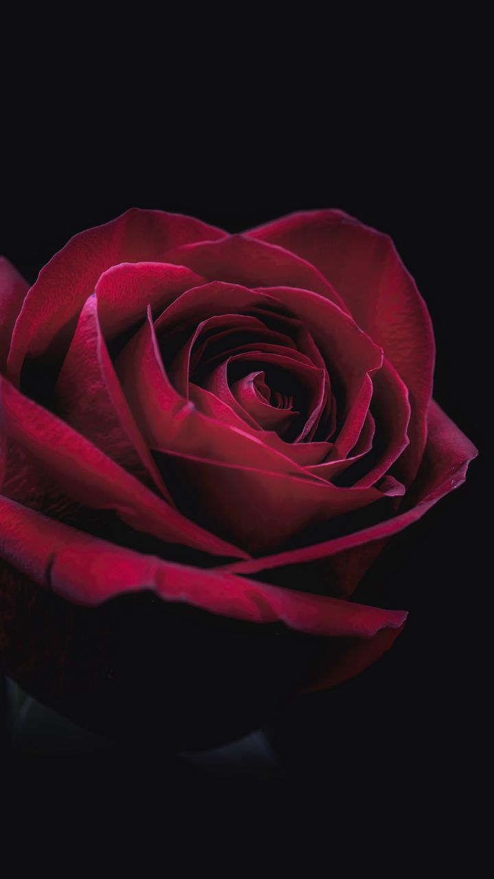 Download Wallpaper 720x1280 Rose, Bud, Red, Dark, Close Up Samsung Galaxy Mini S S Neo, Alpha, Sony Xperia Compact Z Z Z Asus Zenfone HD Background