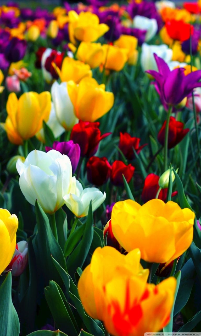 Colorful Flowers Wallpaper