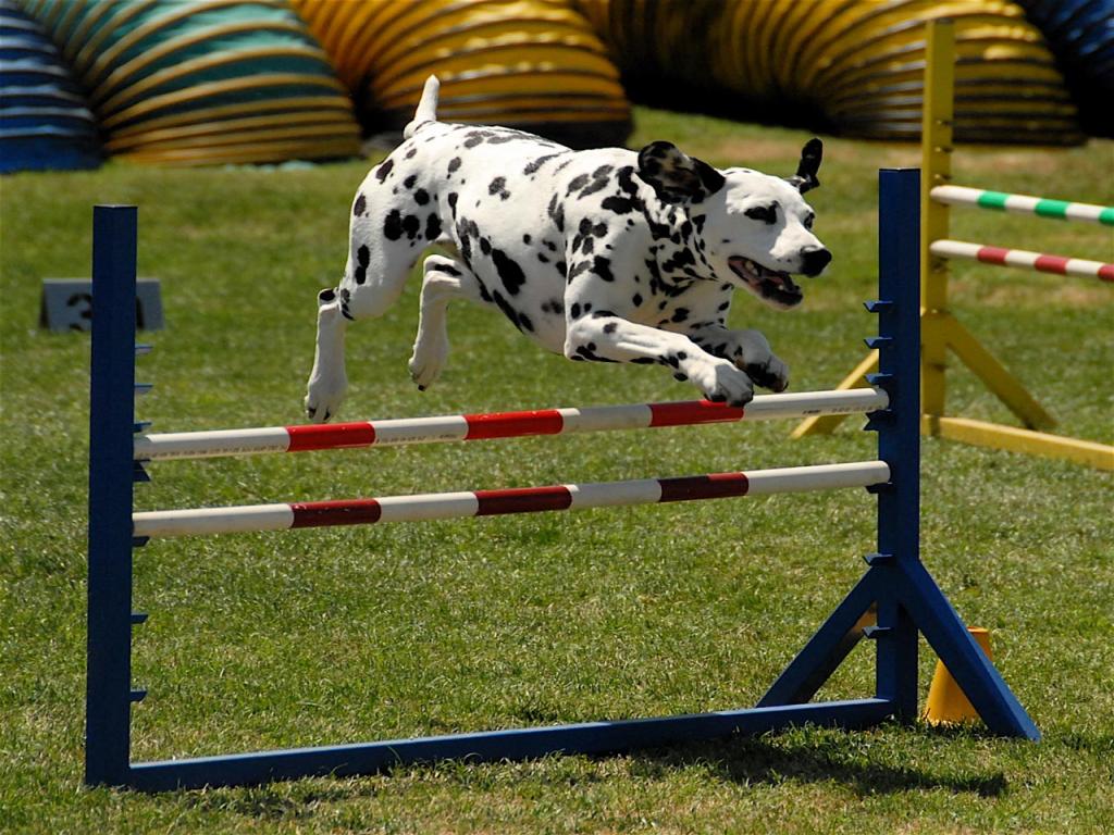 Border collie agility | Border collie, Dog agility, Dog agility course