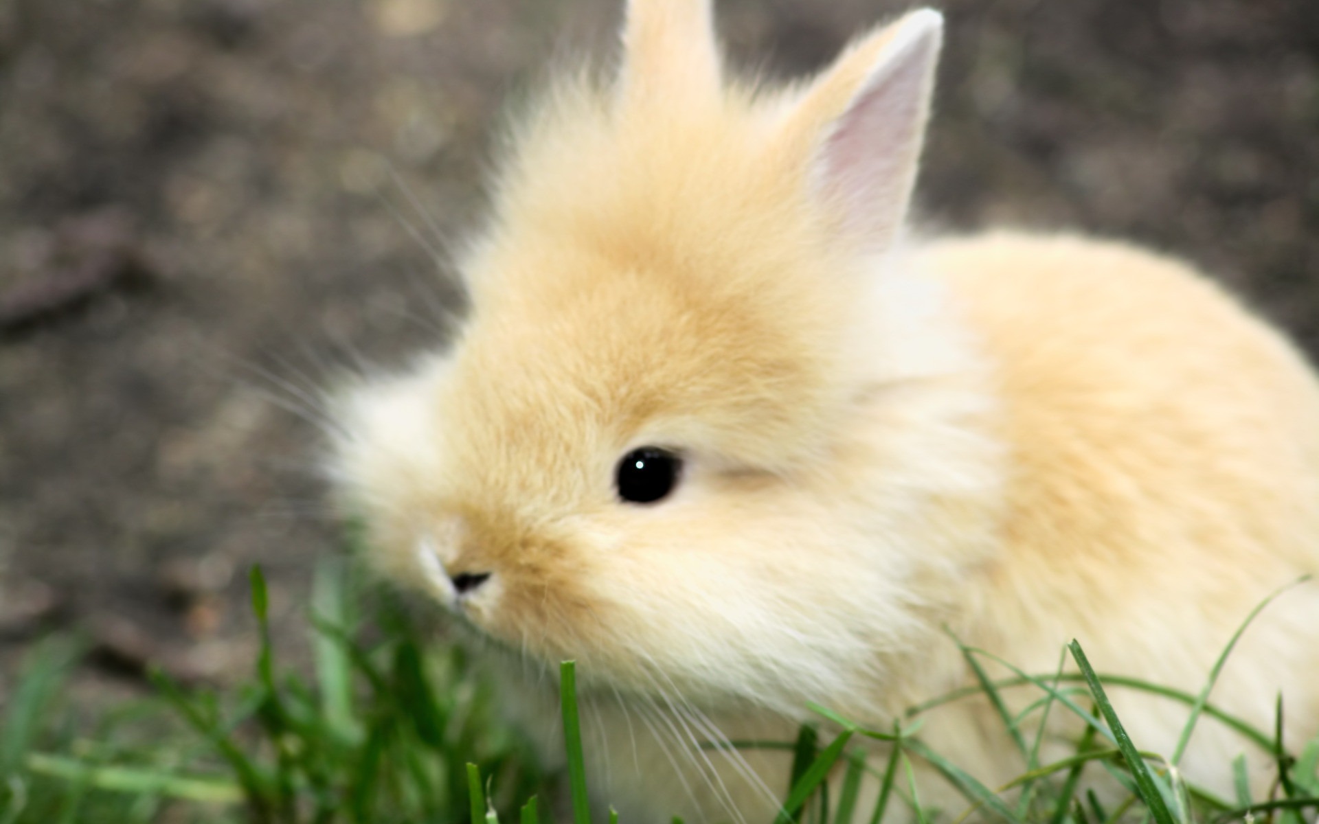 Cute Fluffy Bunny Animal Photo Wallpaper