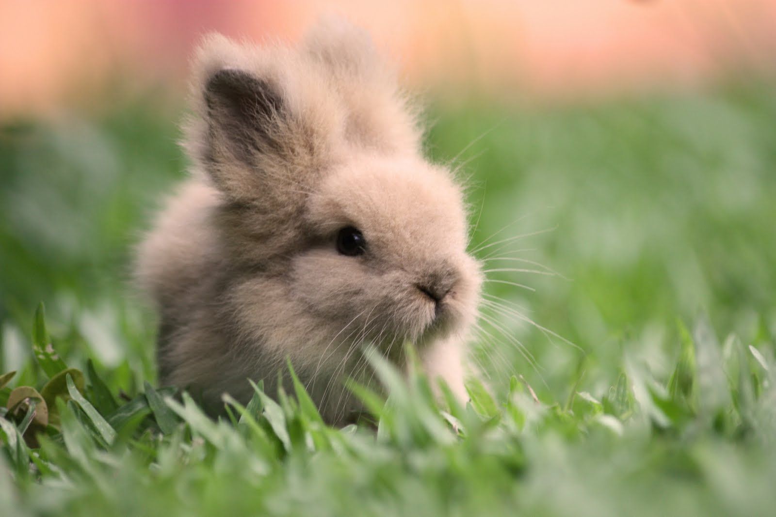 Bunnies. Cute bunny picture, Cute animals, Fluffy animals