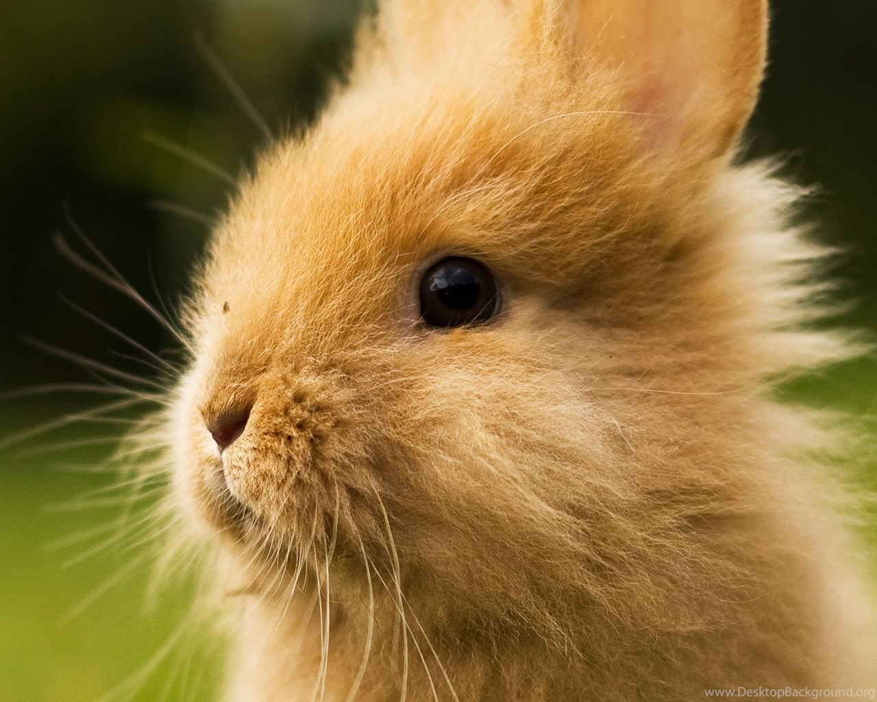 Cute Fluffy Bunny Wallpaper Desktop Background