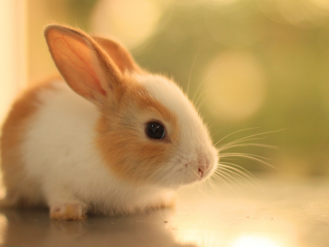 Wallpaper Bokeh, Fluffy, Cute, Bunny, Rabbit:2880x1800