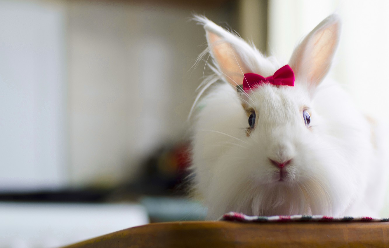 Wallpaper white, fluffy, rabbit, cute, beautiful, bow, rabbit, bunny, Zayats, fluffy image for desktop, section животные