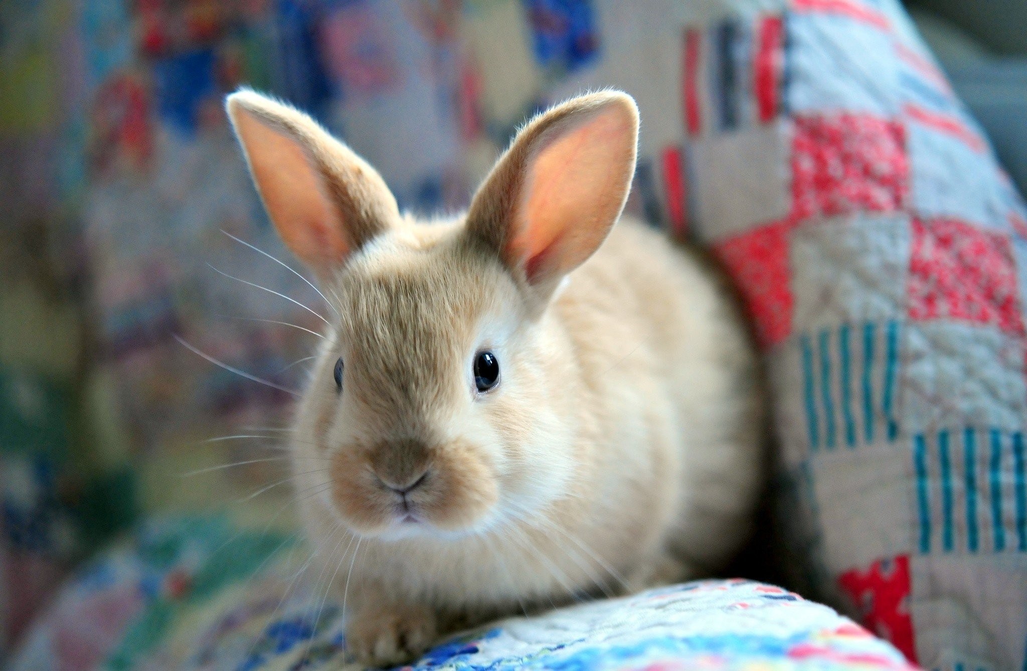 Rabbit Easter Fluffy Bunny Cute Baby Animals Wallpaper Na Pulpit Królik Wallpaper & Background Download