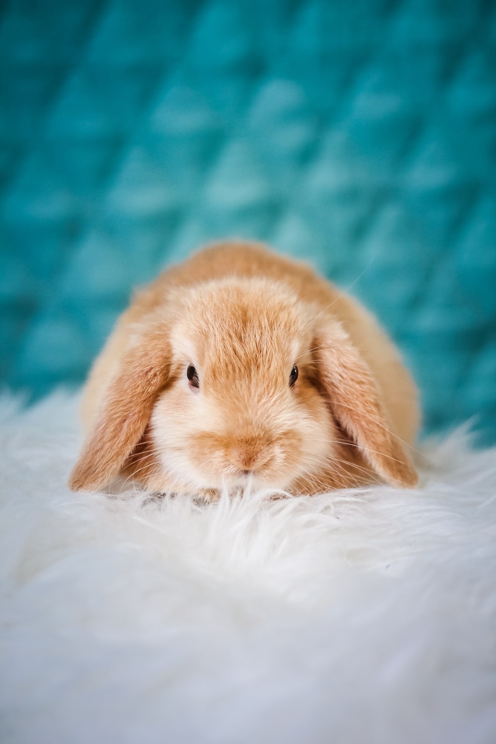 Rabbit Picture [HD]. Download Free Image