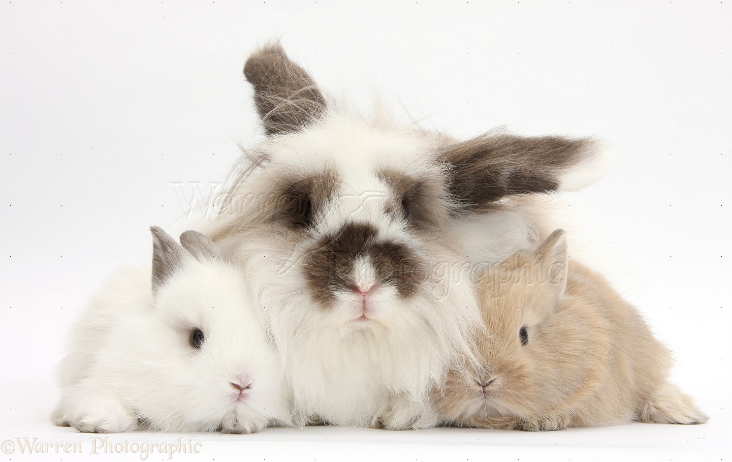 Fluffy rabbit and baby bunnies photo WP36023