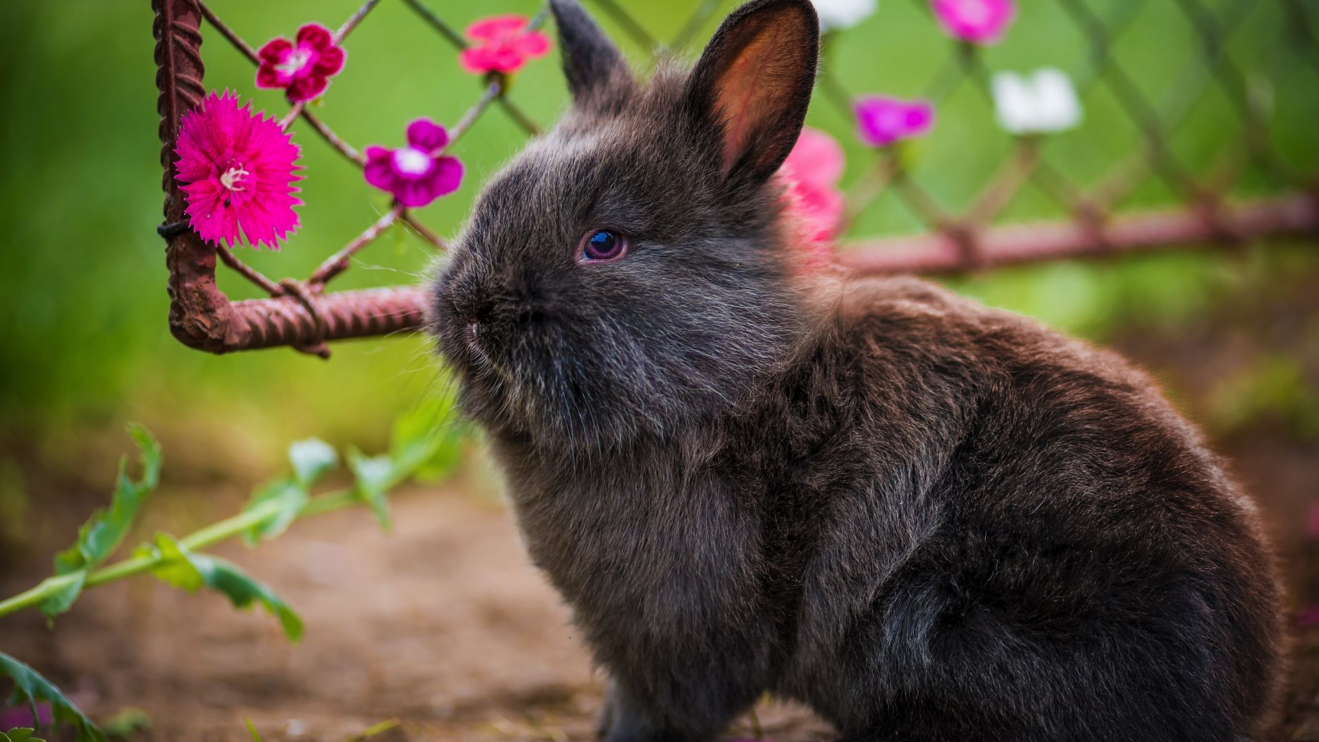 Desktop Wallpaper Fluffy Rabbit, Cute Black Animal, HD Image, Picture, Background, Mwtpz0