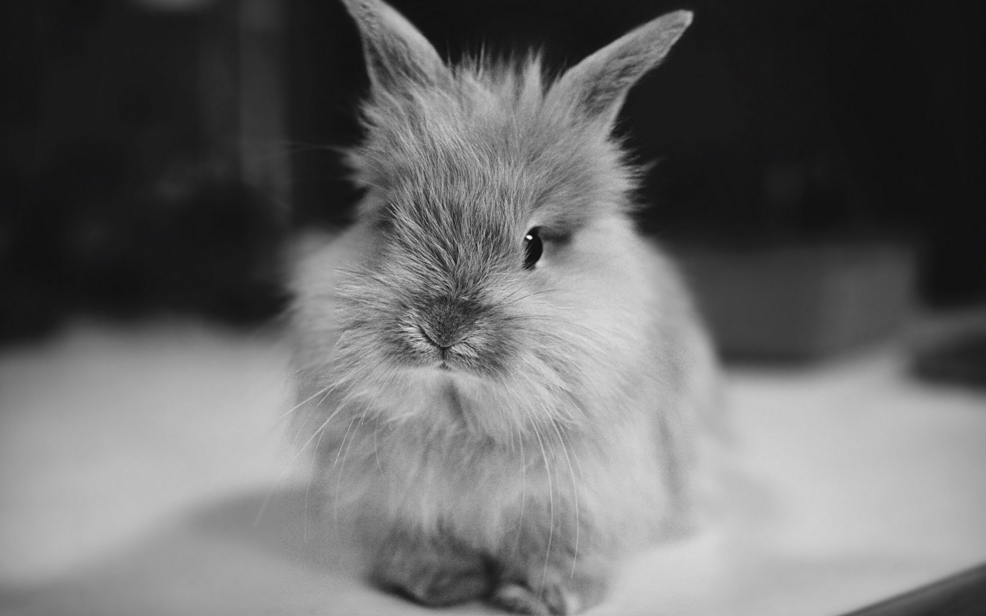 Wallpaper. Animals. photo. picture. fluffy Bunny, two small black eyes, baby