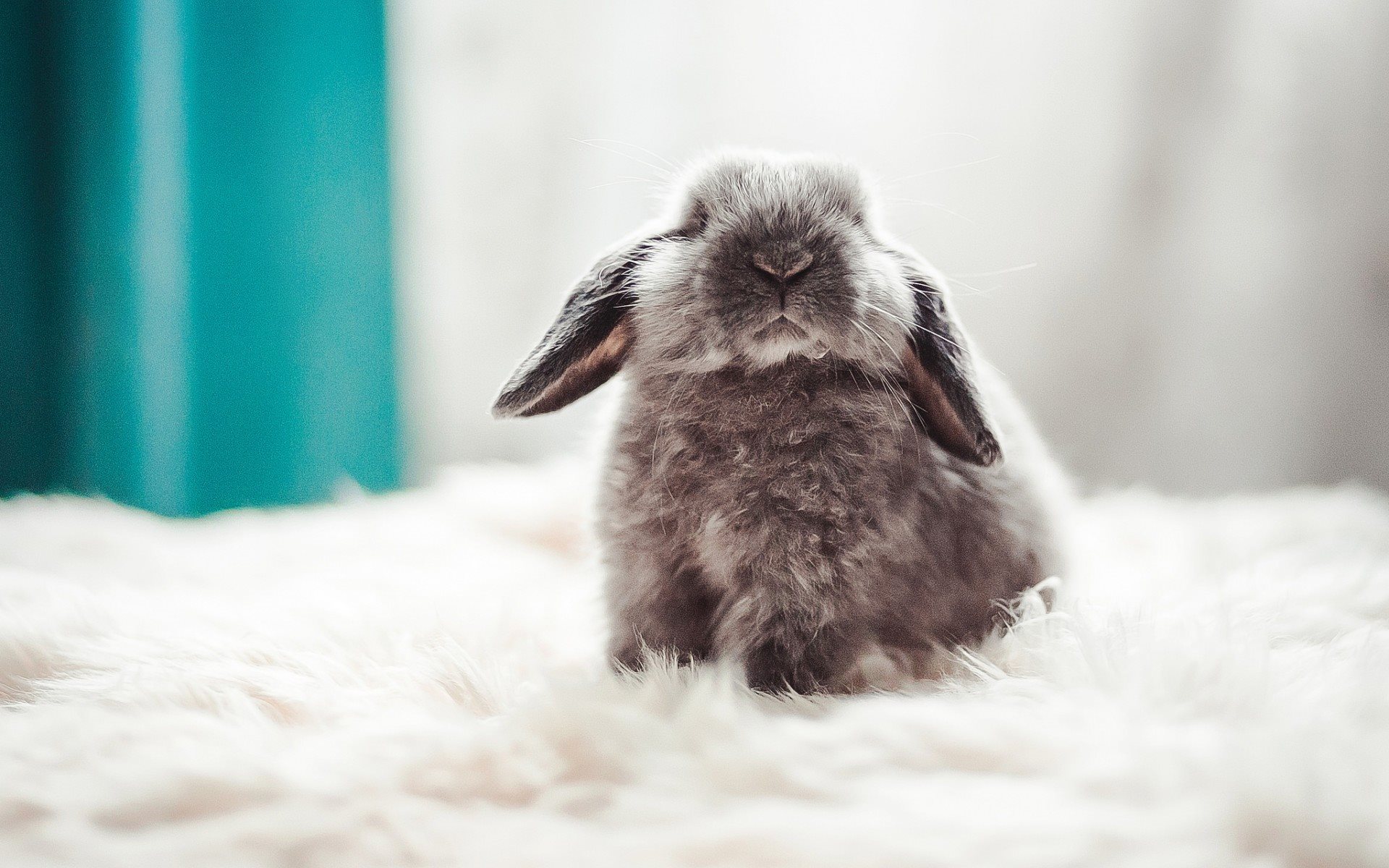Download wallpaper cute rabbit, fluffy bunny, cute animal for desktop with resolution 1920x1200. High Quality HD picture wallpaper