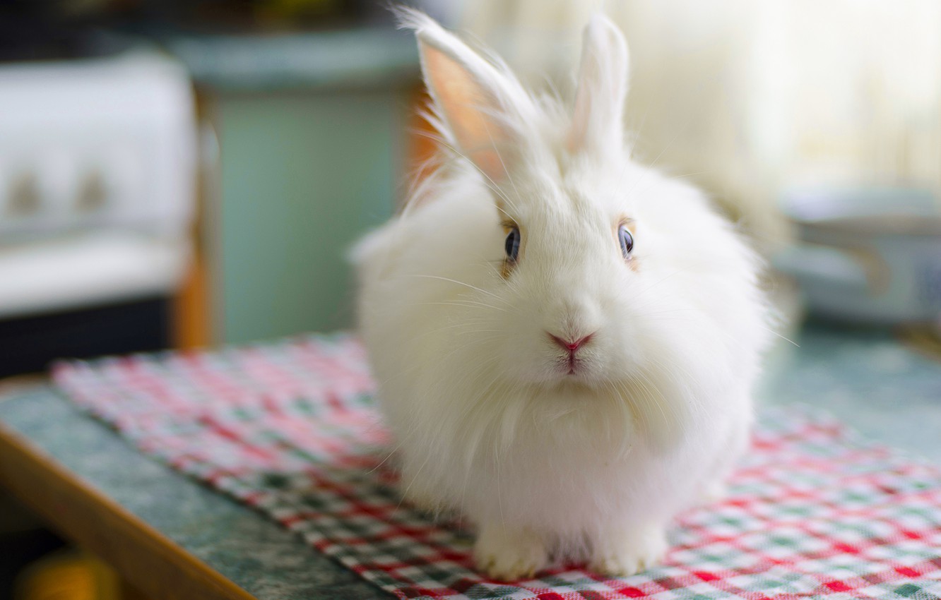 Wallpaper white, fluffy, rabbit, rabbit, bunny, Zayats, fluffy image for desktop, section животные