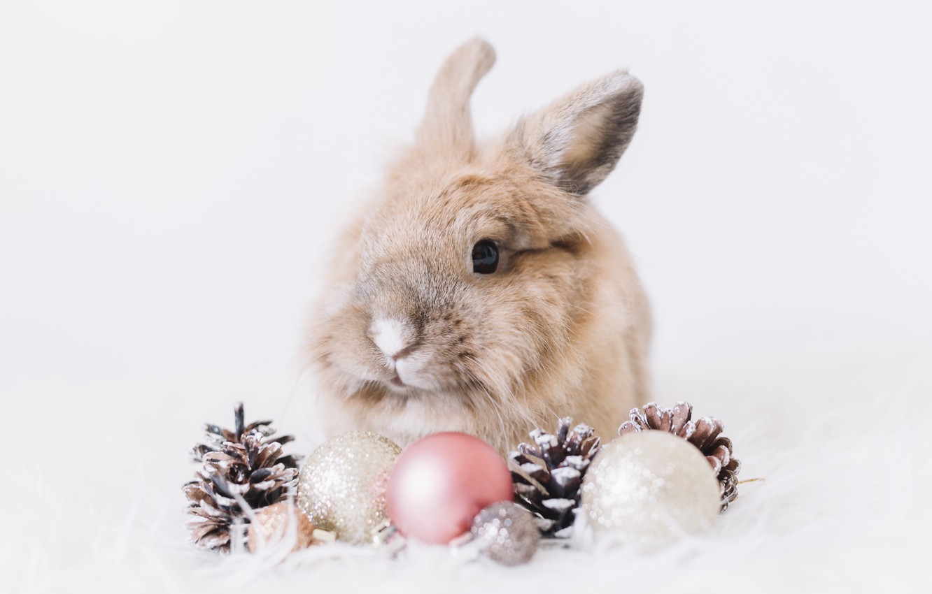 Wallpaper balls, snow, fluffy, rabbit, white background, bump, rabbit image for desktop, section животные