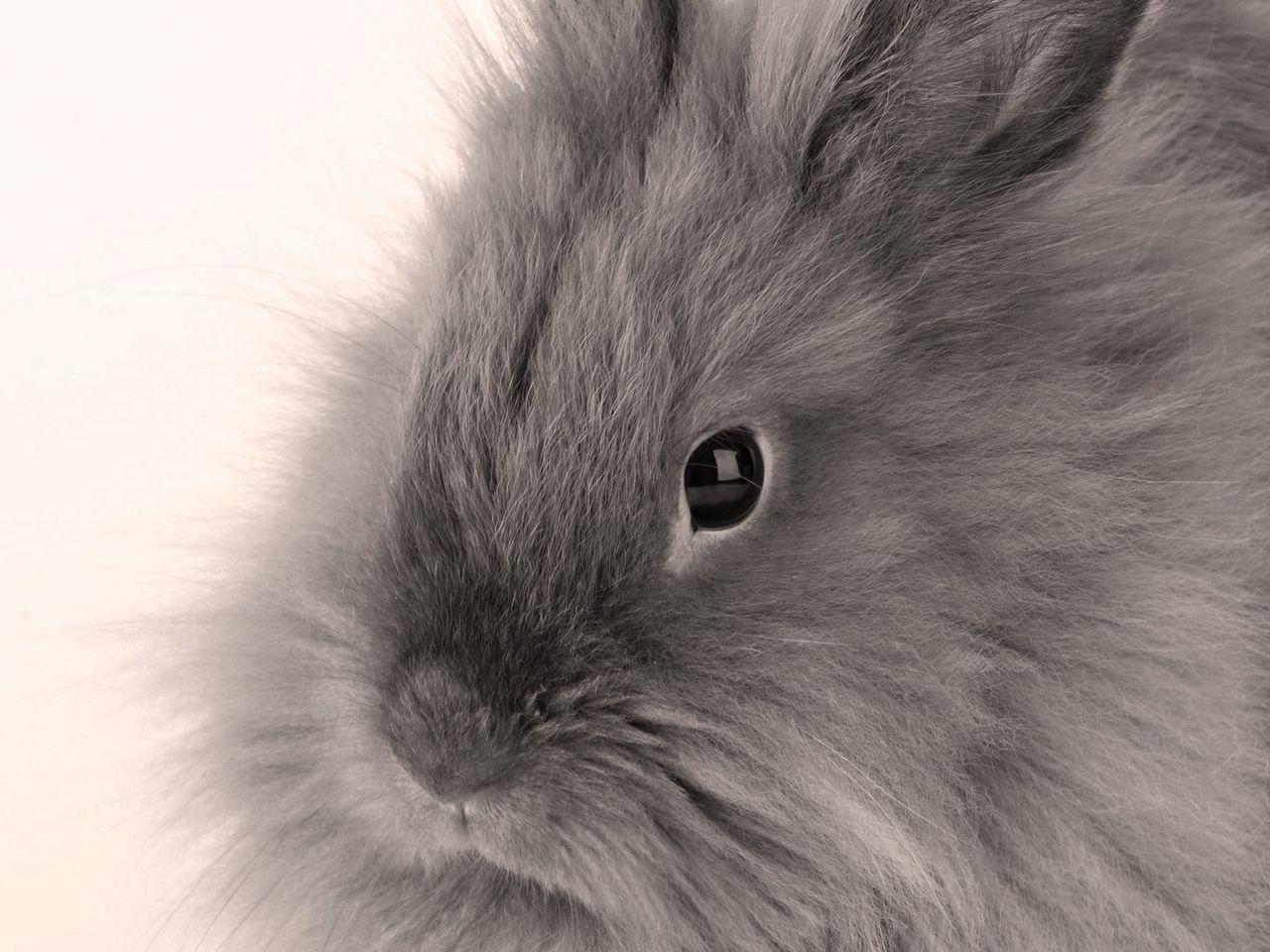 Download wallpaper 1280x960 gray, baby, bunny, fluffy standard 4:3 HD background
