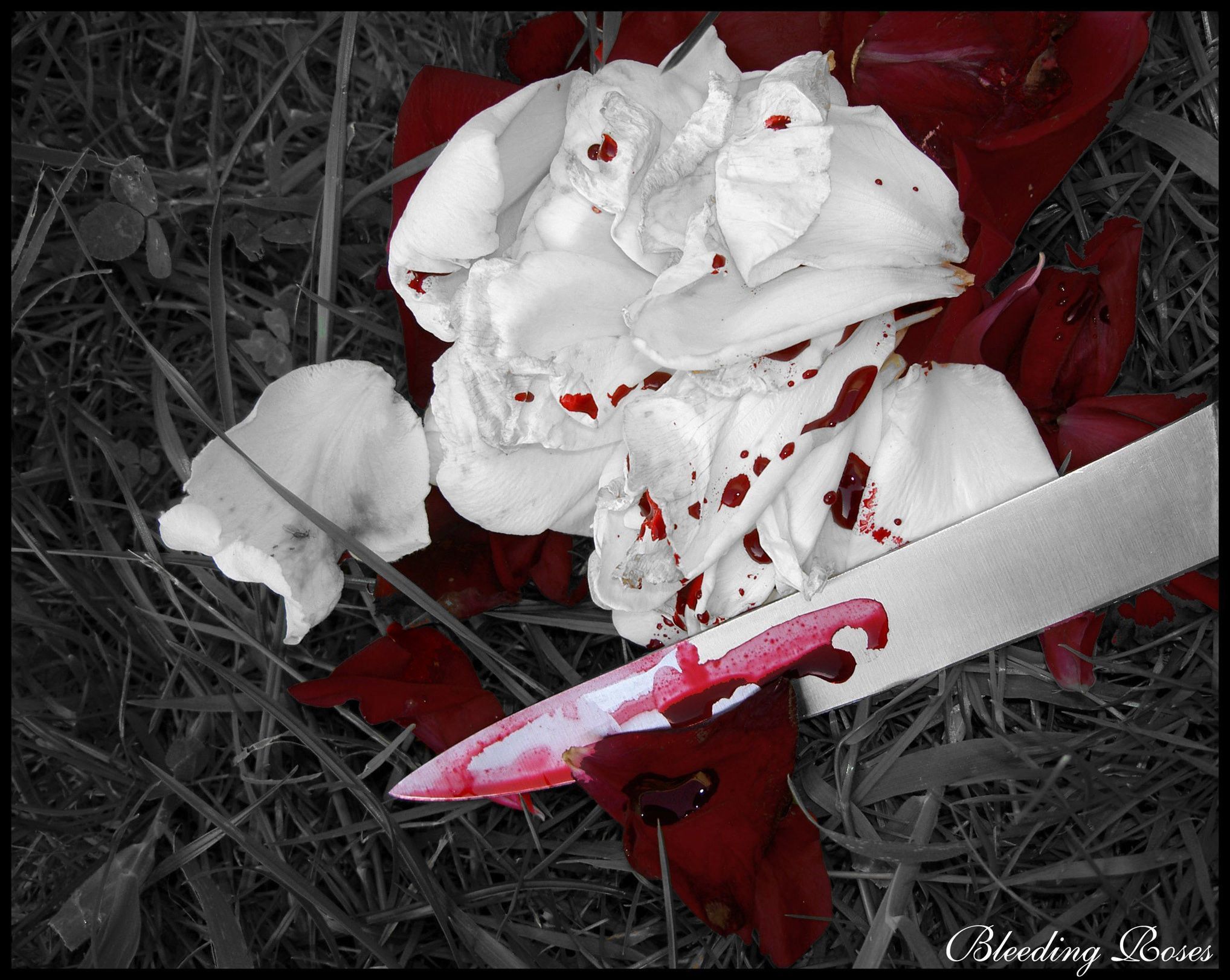 Blood Flowers Wallpaper, HD Blood Flowers Background on WallpaperBat