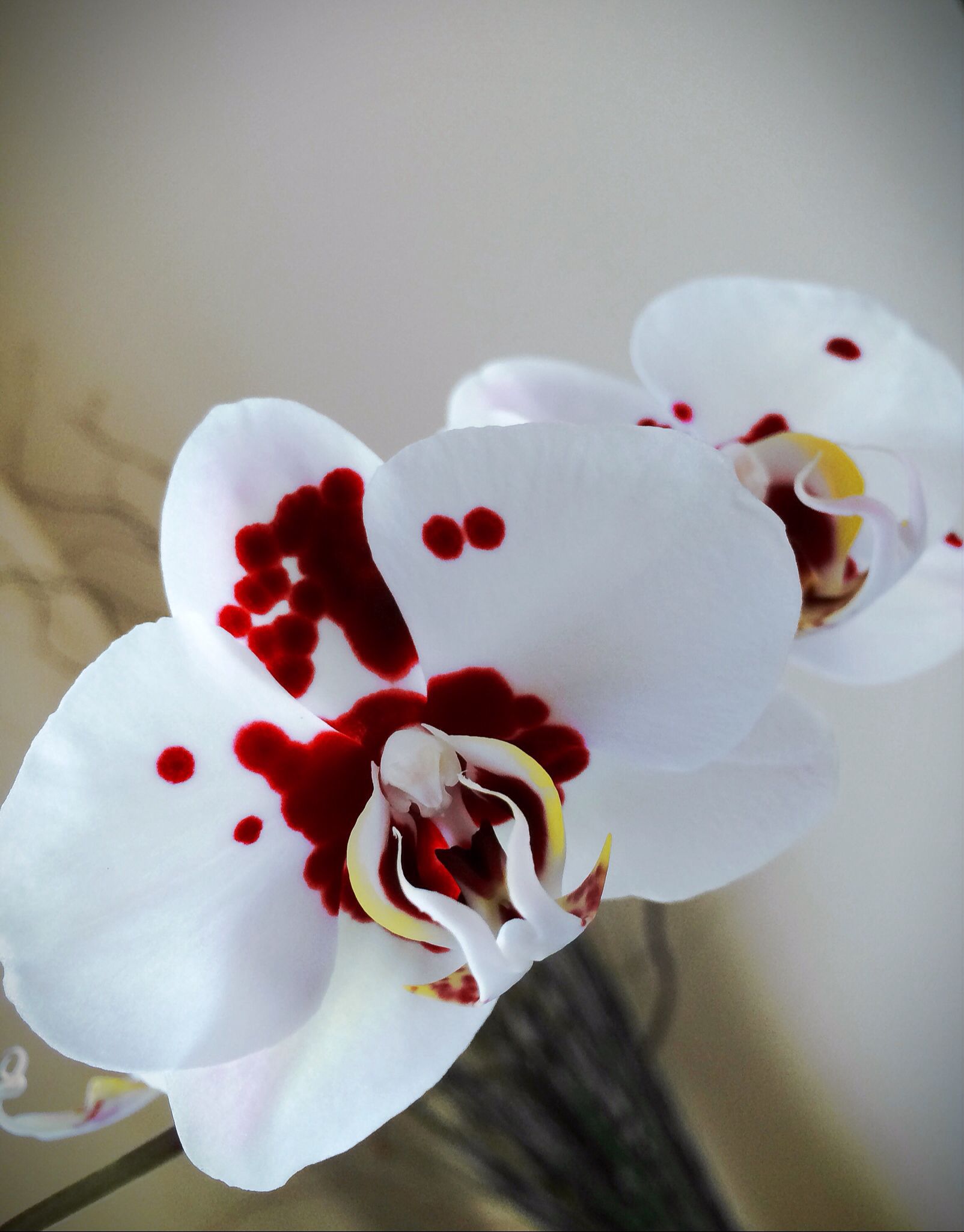 Blood Spattered Flower Wallpapers Wallpaper Cave