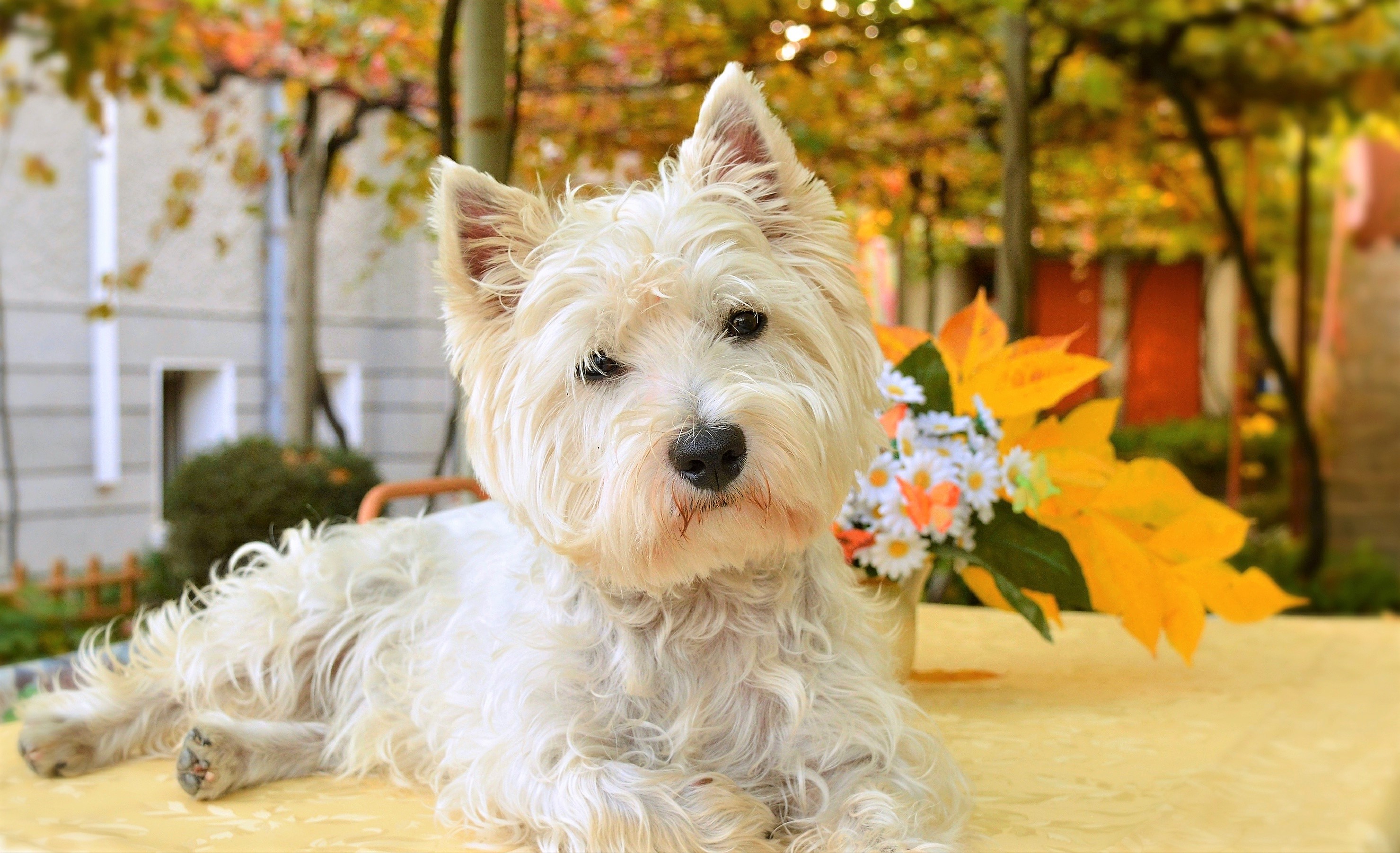 West Highland White Terrier Wallpapers - Wallpaper Cave