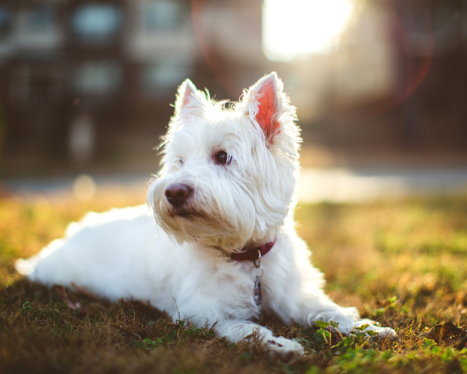 West Highland White Terrier Wallpapers - Wallpaper Cave