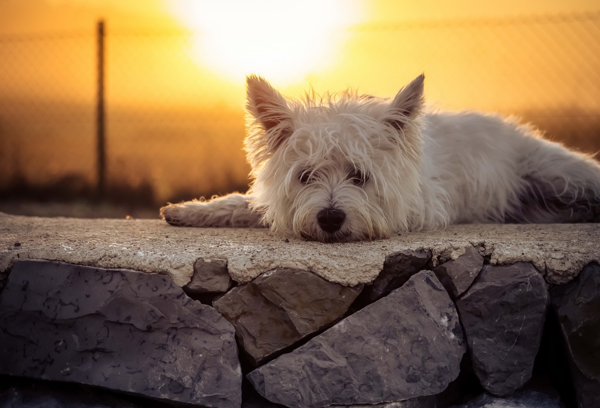 West Highland White Terrier HD Wallpaper
