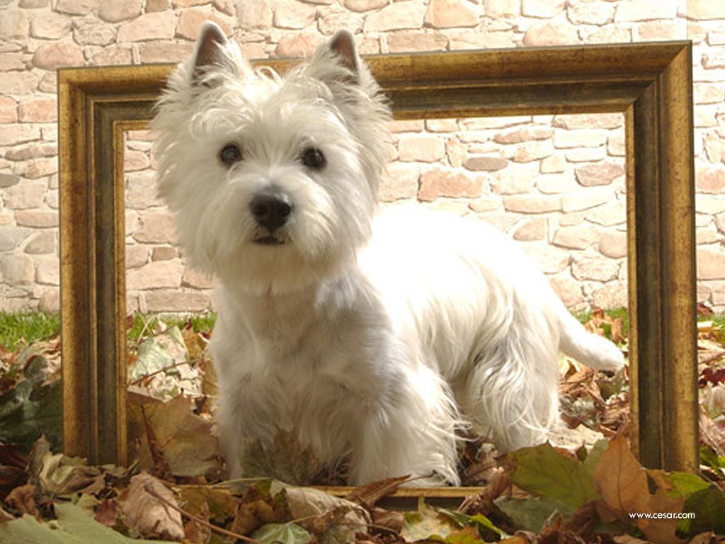This Westie is picture perfect in a frame or on your desktop!. Westie dogs, Westie puppies, White terrier