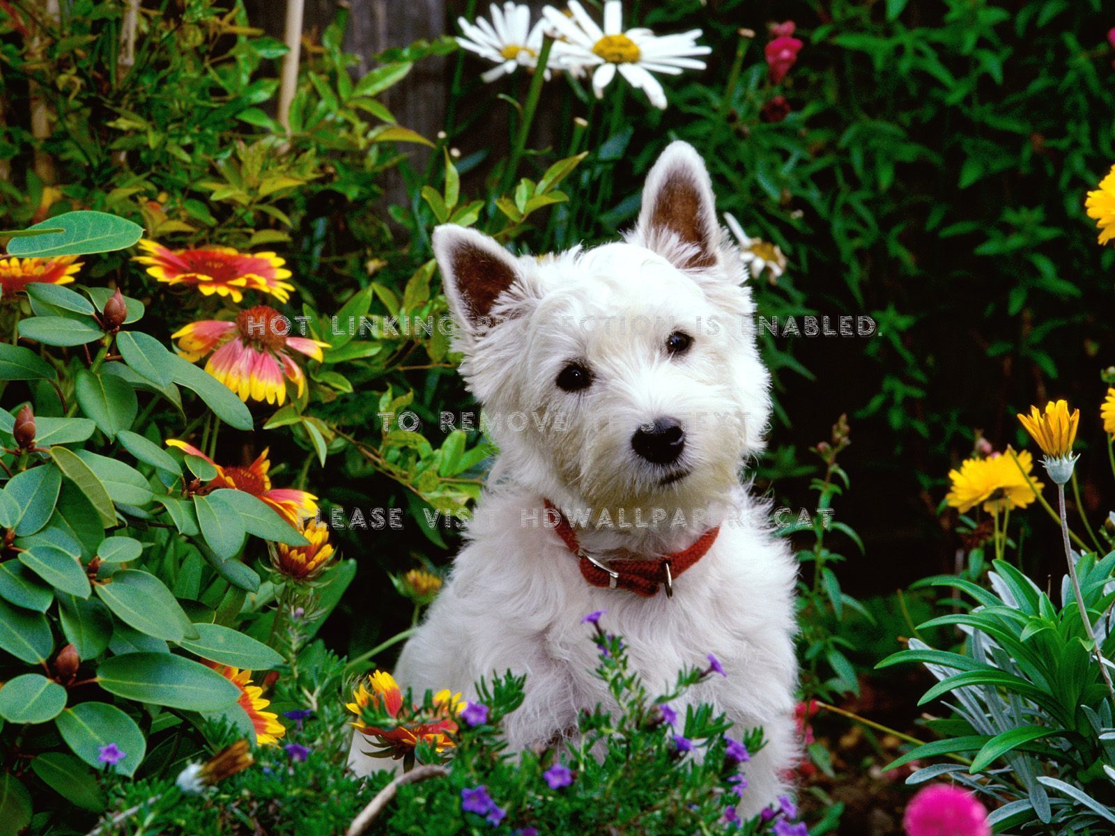 west highland white terrier (westie) animals