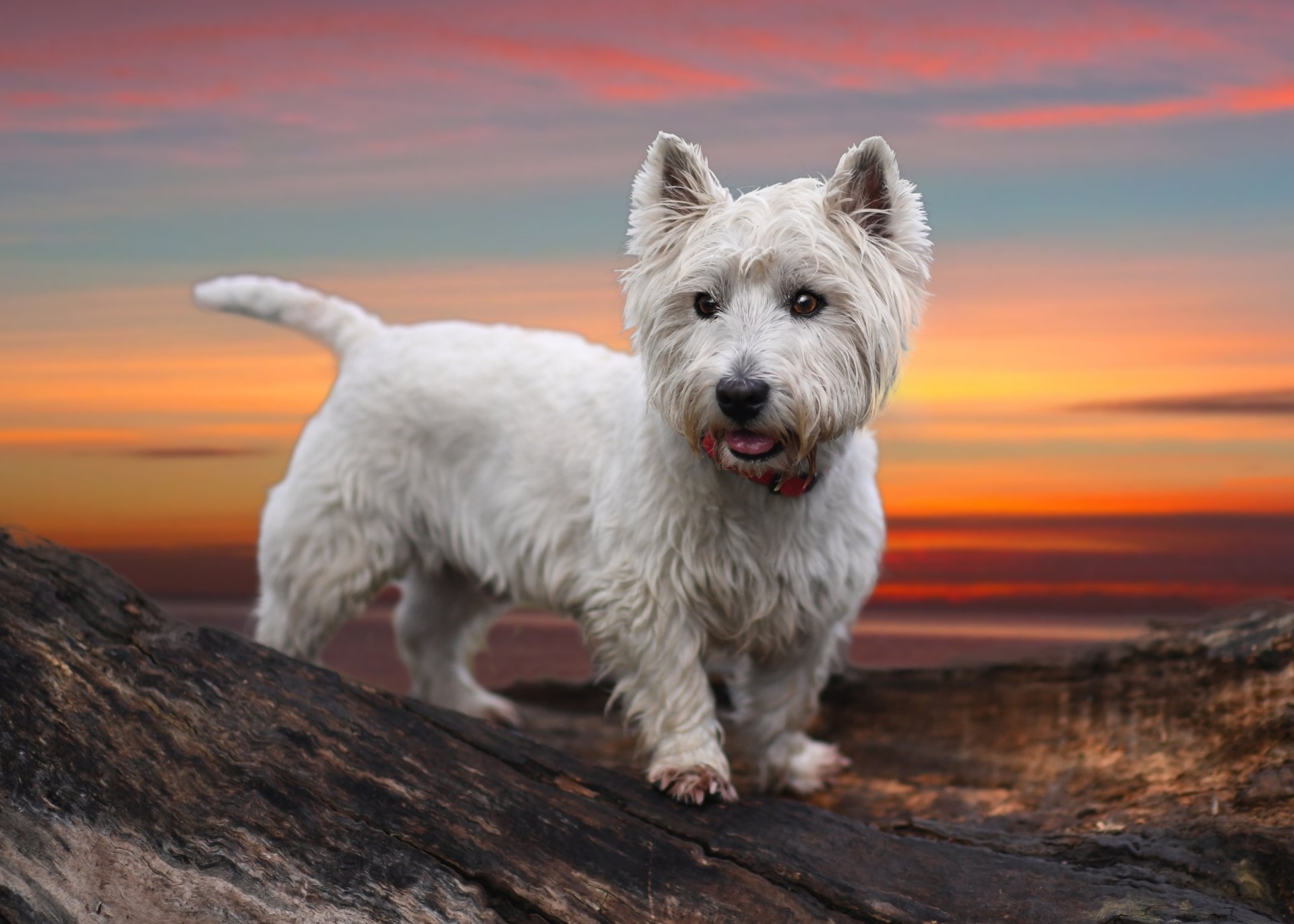 West Highland White Terrier Wallpapers - Wallpaper Cave