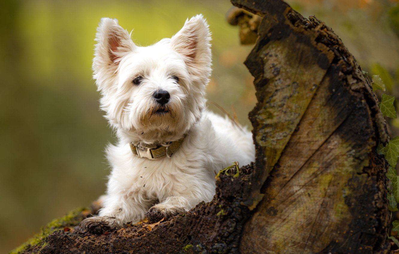 Wallpaper dog, snag, doggie, The West highland white Terrier image for desktop, section собаки
