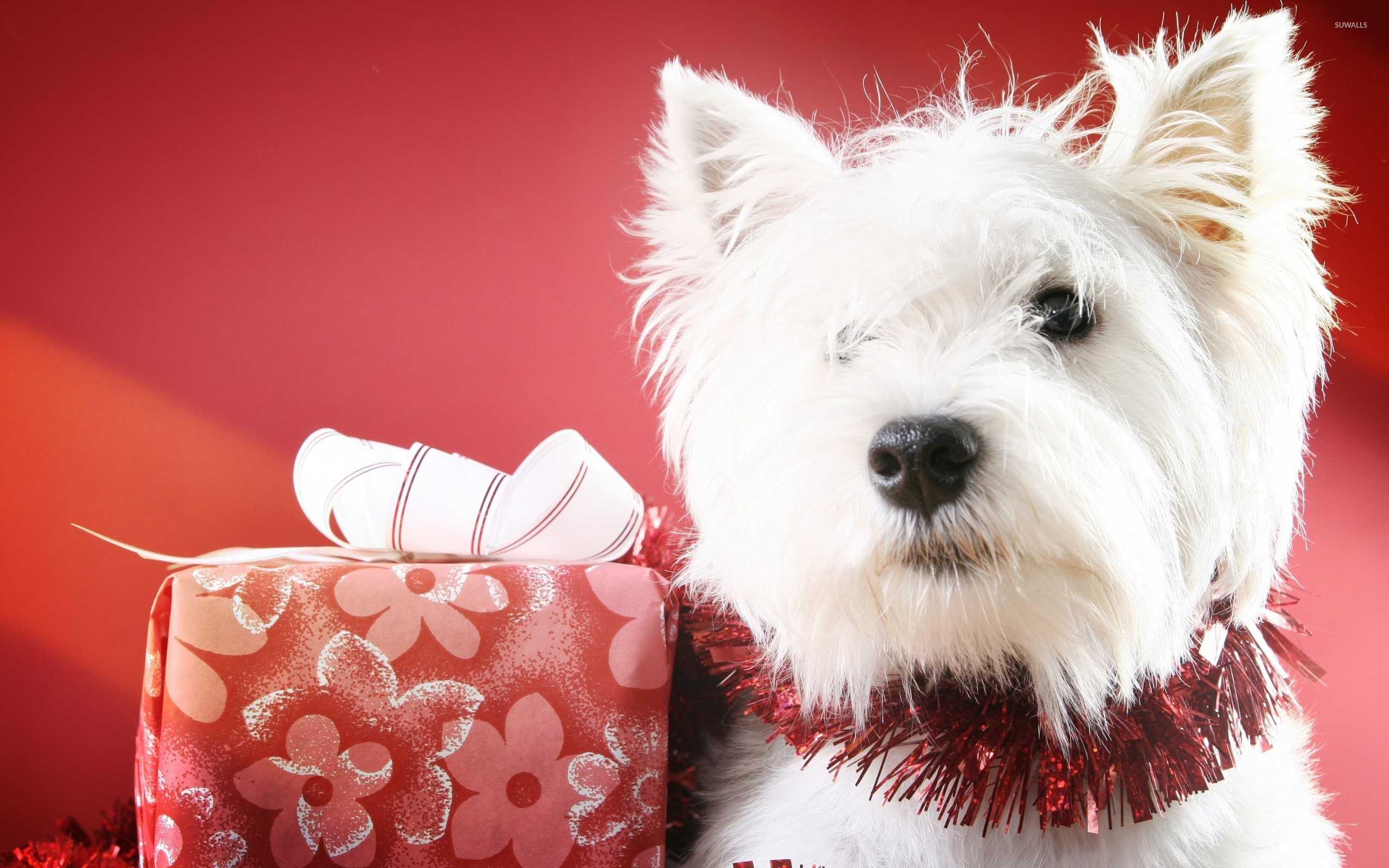 West Highland White Terrier wallpaper wallpaper