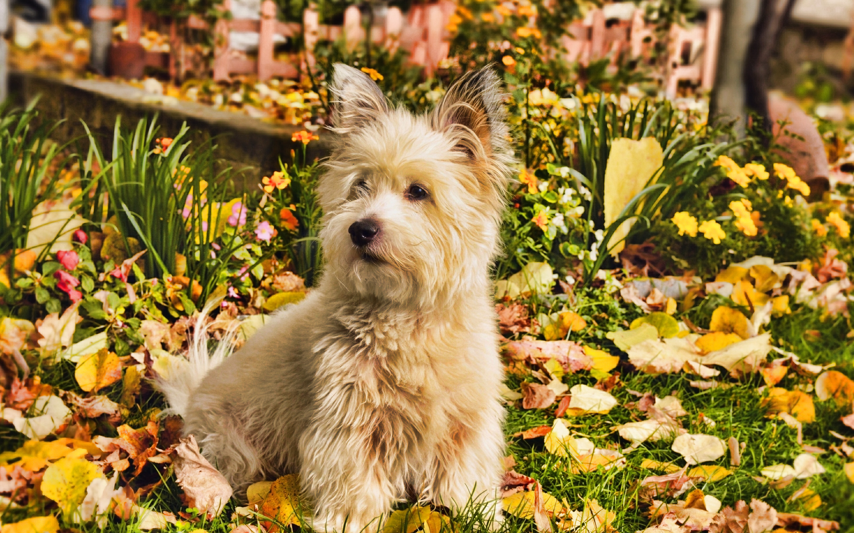 West Highland White Terrier Wallpapers - Wallpaper Cave