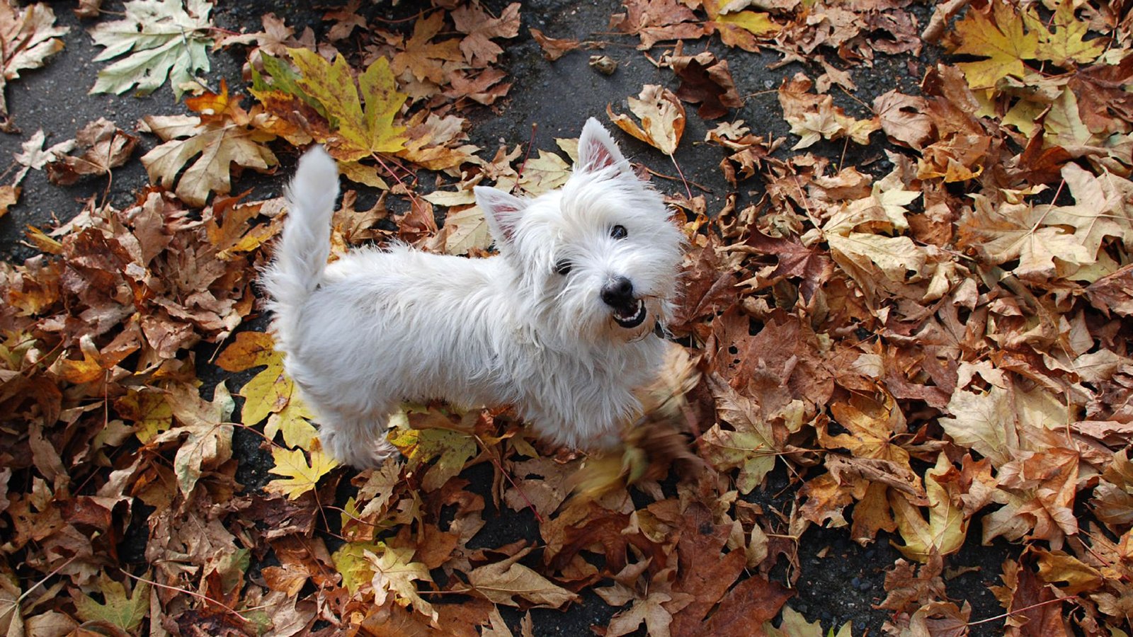 West Highland White Terrier Dog Wallpaper