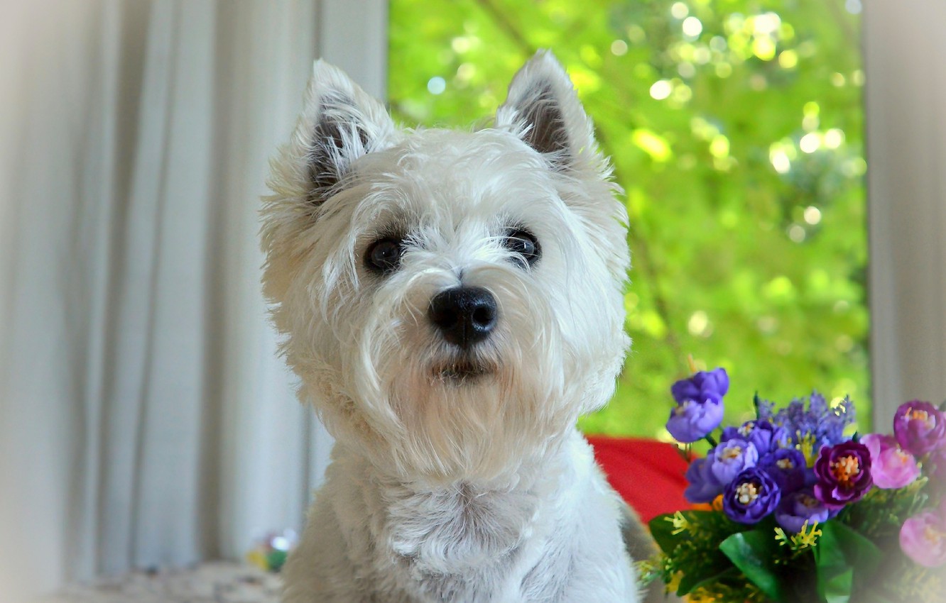 West Highland White Terrier Wallpapers - Wallpaper Cave