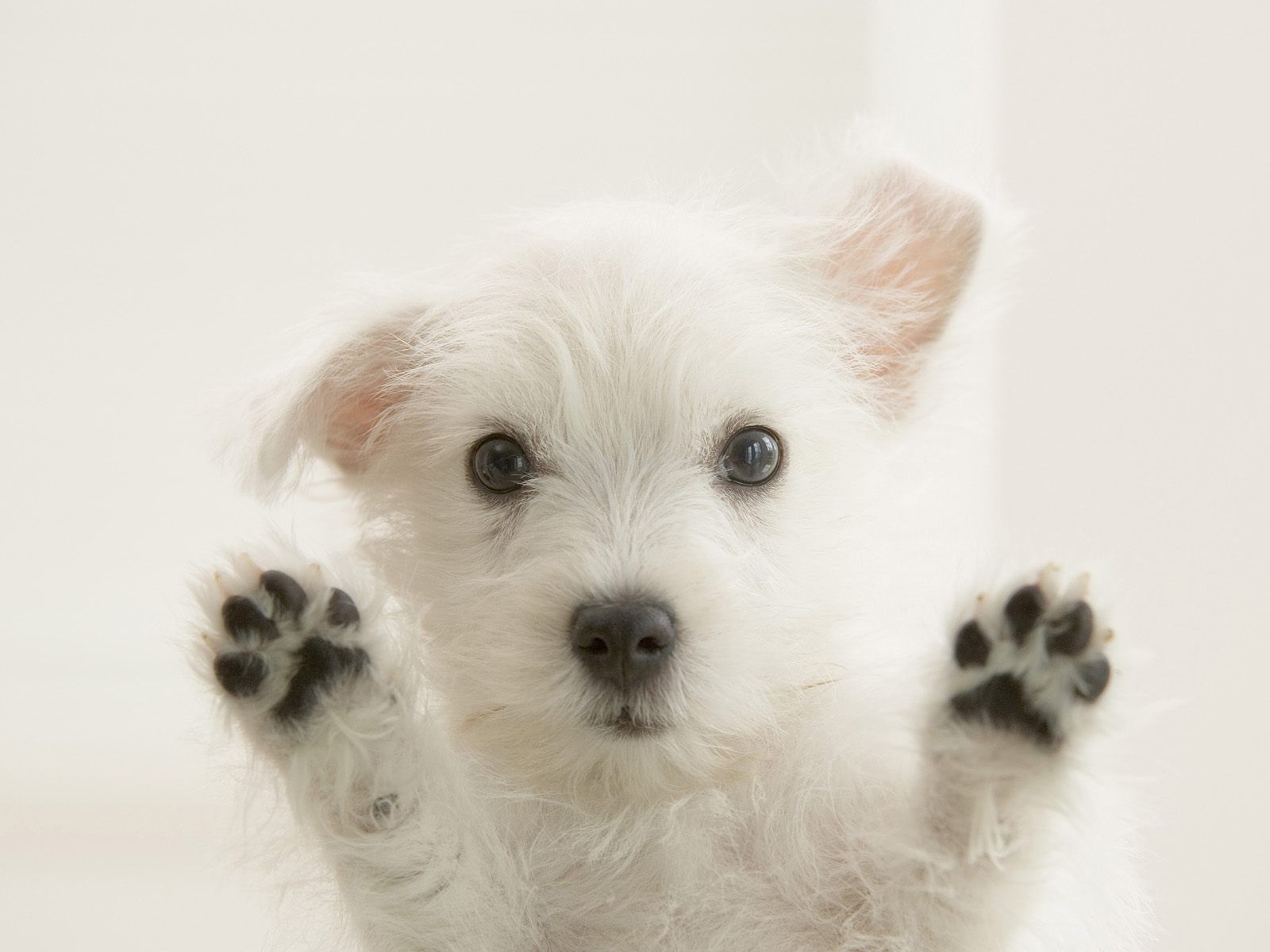 Cute West Highland White Terrier Image
