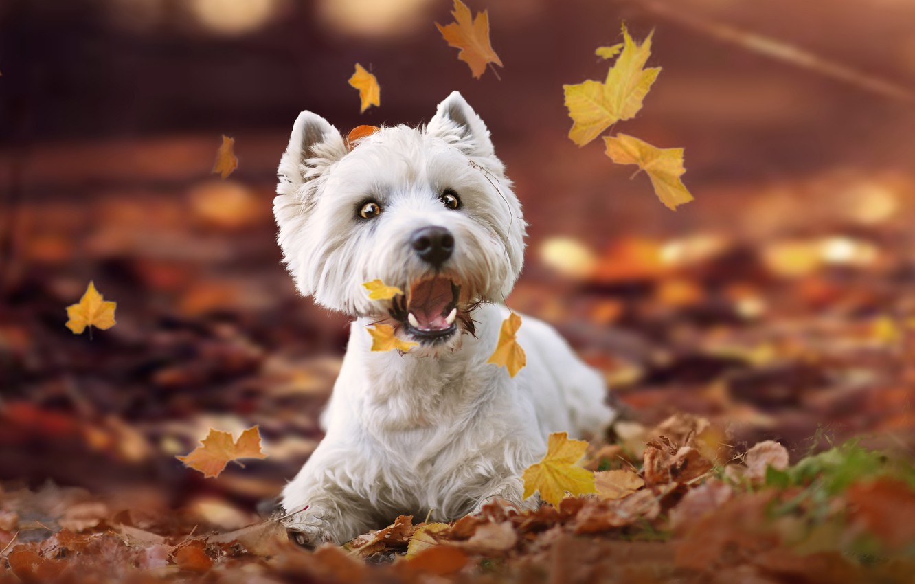 West Highland White Terrier Wallpapers - Wallpaper Cave
