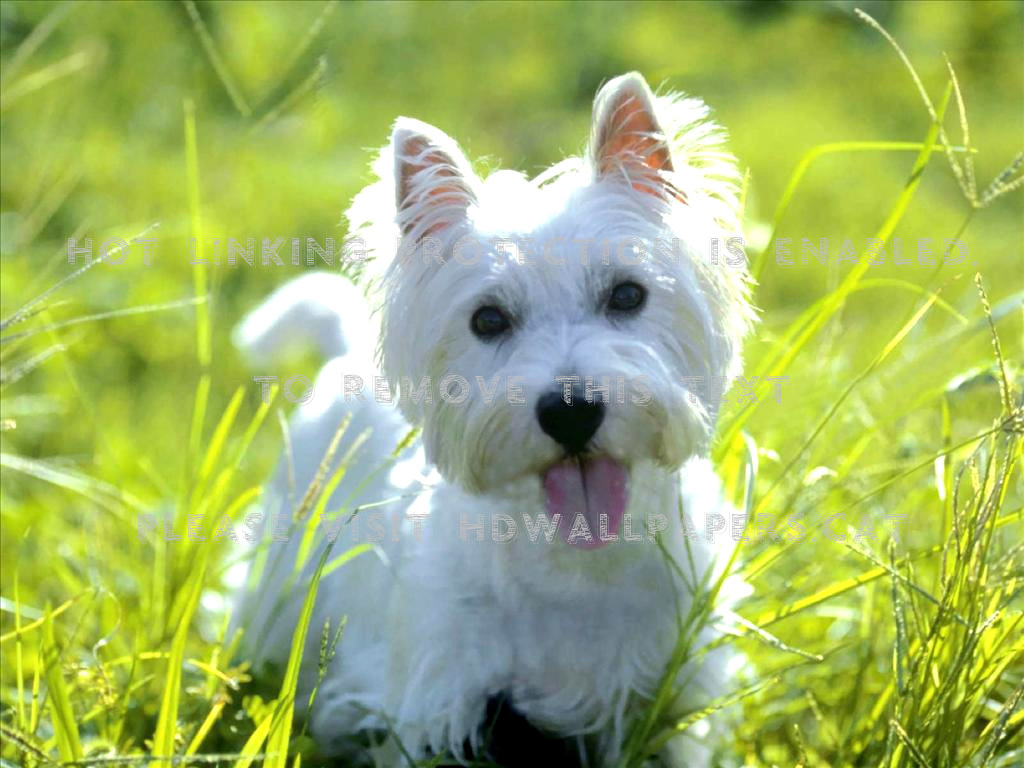 west highland white terrier westie animals