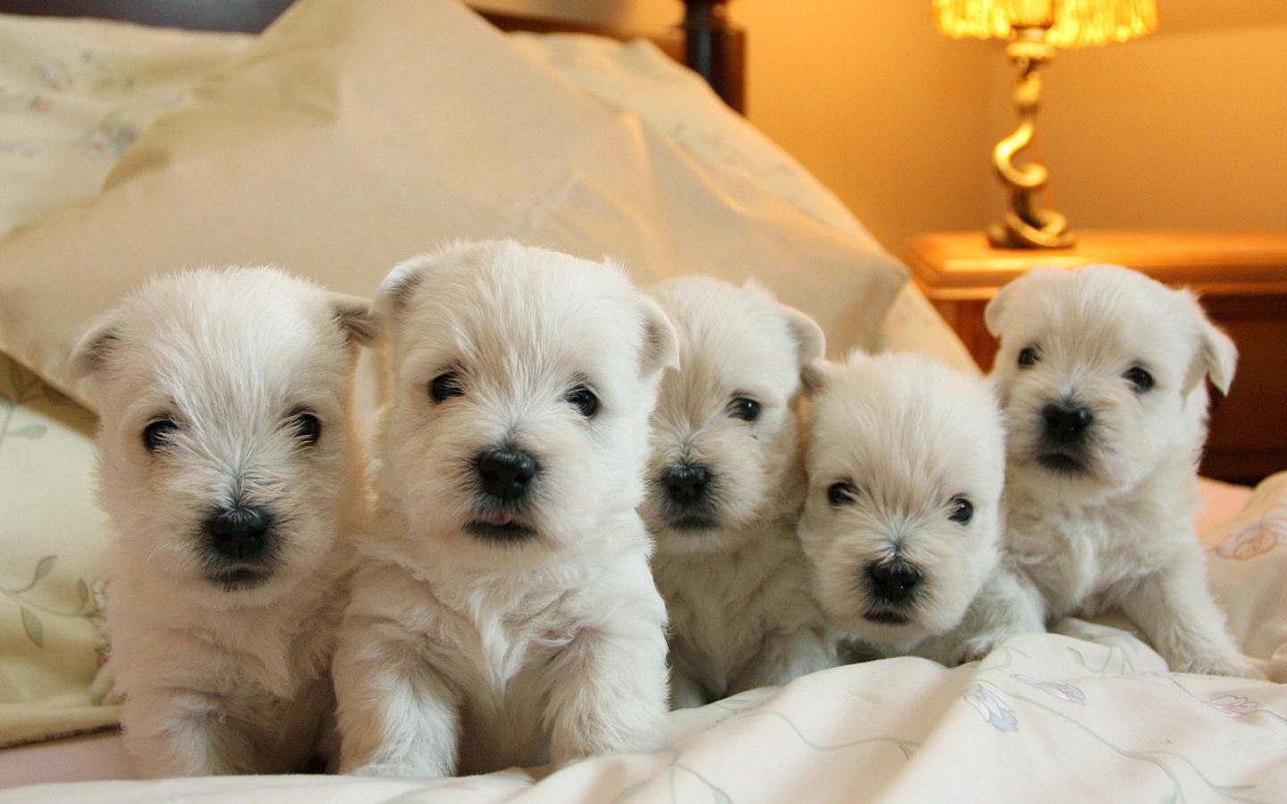 Best pet Highland White Terrier Family Group of Westie Pups 1440x900 Wallpaper
