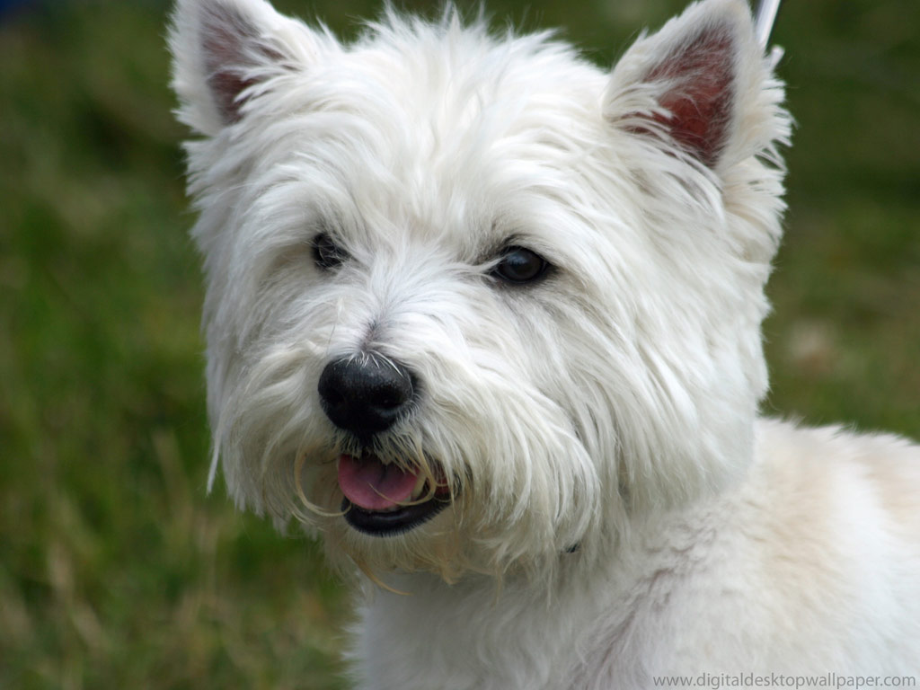 West Highland White Terrier wallpaper, Animal, HQ West Highland White Terrier pictureK Wallpaper 2019