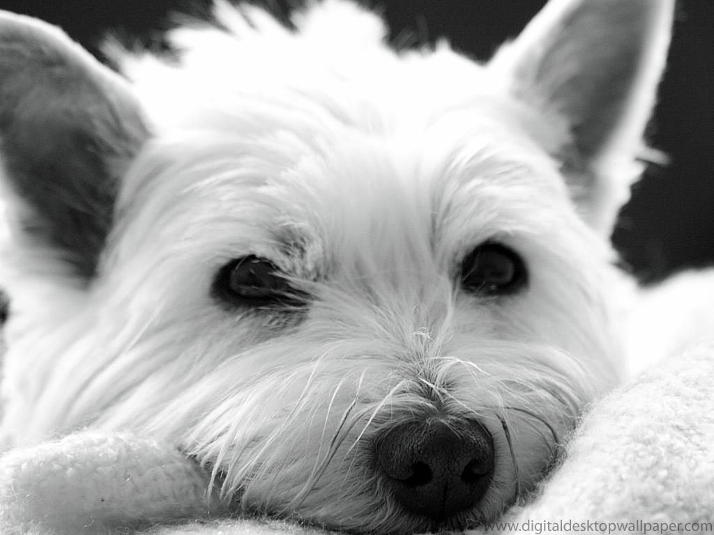 West Highland White Terrier Wallpaper HD Download. Westies, West highland terrier, West highland white terrier