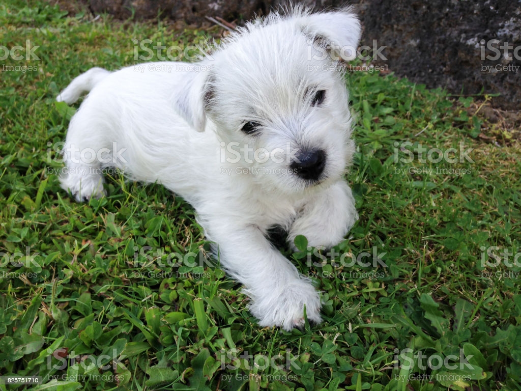 West Highland White Terrier Puppy At 8 Weeks Old Image Now