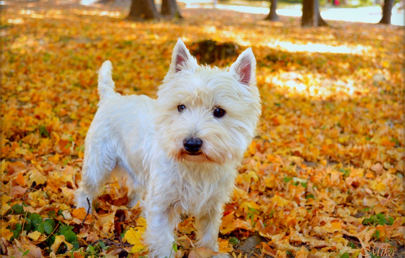 West Highland White Terrier Wallpapers - Wallpaper Cave