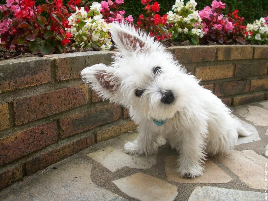 West Highland White Terrier 1.00 APK Download Personalization Apps