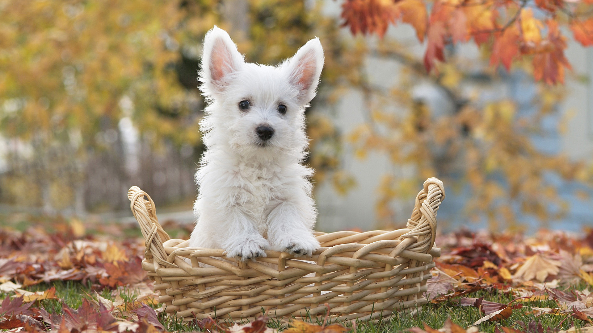 West Highland White Terrier Wallpapers - Wallpaper Cave