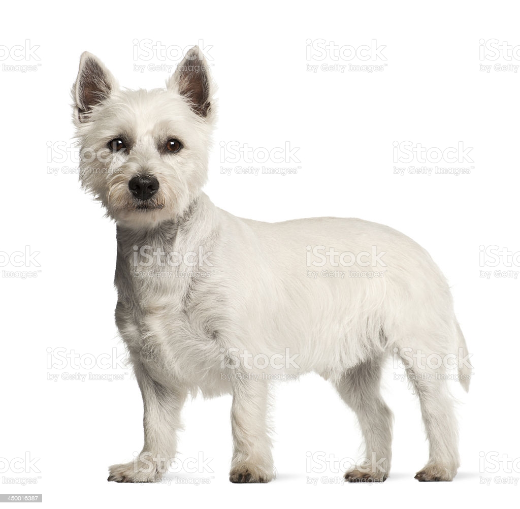 West Highland White Terrier Standing Image Now