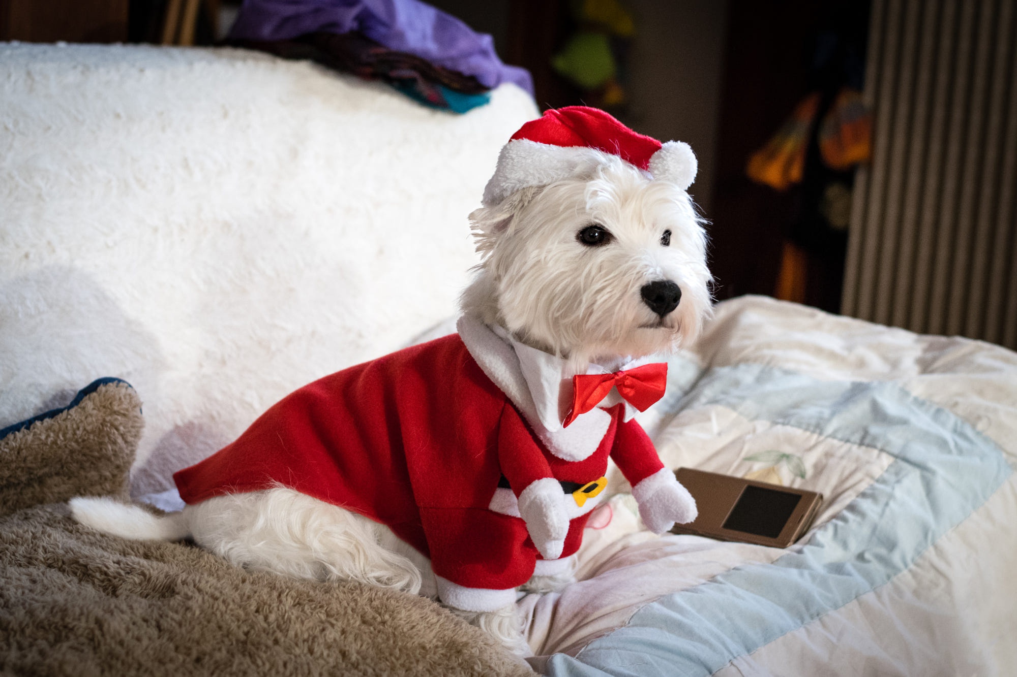 West Highland White Terrier HD Wallpaper, Dog, Santa Hat, Christmas, Pet HD Wallpaper